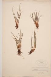 Isoetes alpina. Herbarium specimen from Lake Guyon, WELT P003764.
 Image: B. Hatton © Te Papa CC BY-NC 3.0 NZ